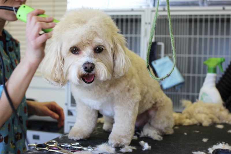 veterinaire-ROQUEBRUNE CAP MARTIN-min_white_dog_grooming_pet_pet_grooming_salon_groomer_fur-678977